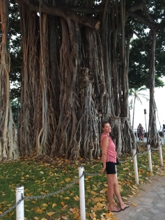 One of many Banyon trees in Waikiki